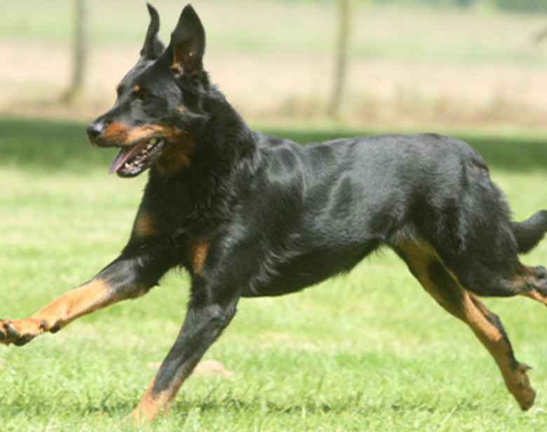 Are Beauceron Good with Other Dogs?