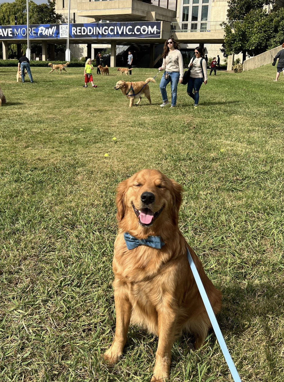 DOGFLUENCERS: Meet Vinnie, The Bay Area's Happiest Golden Retriever