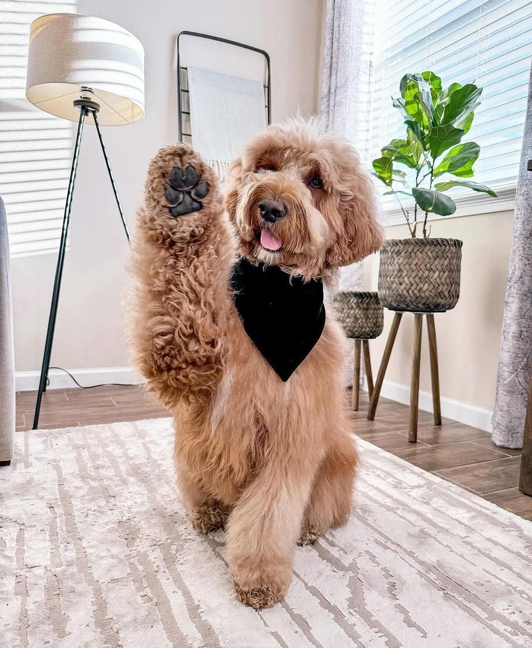 Goldendoodles With Curls So Perfect