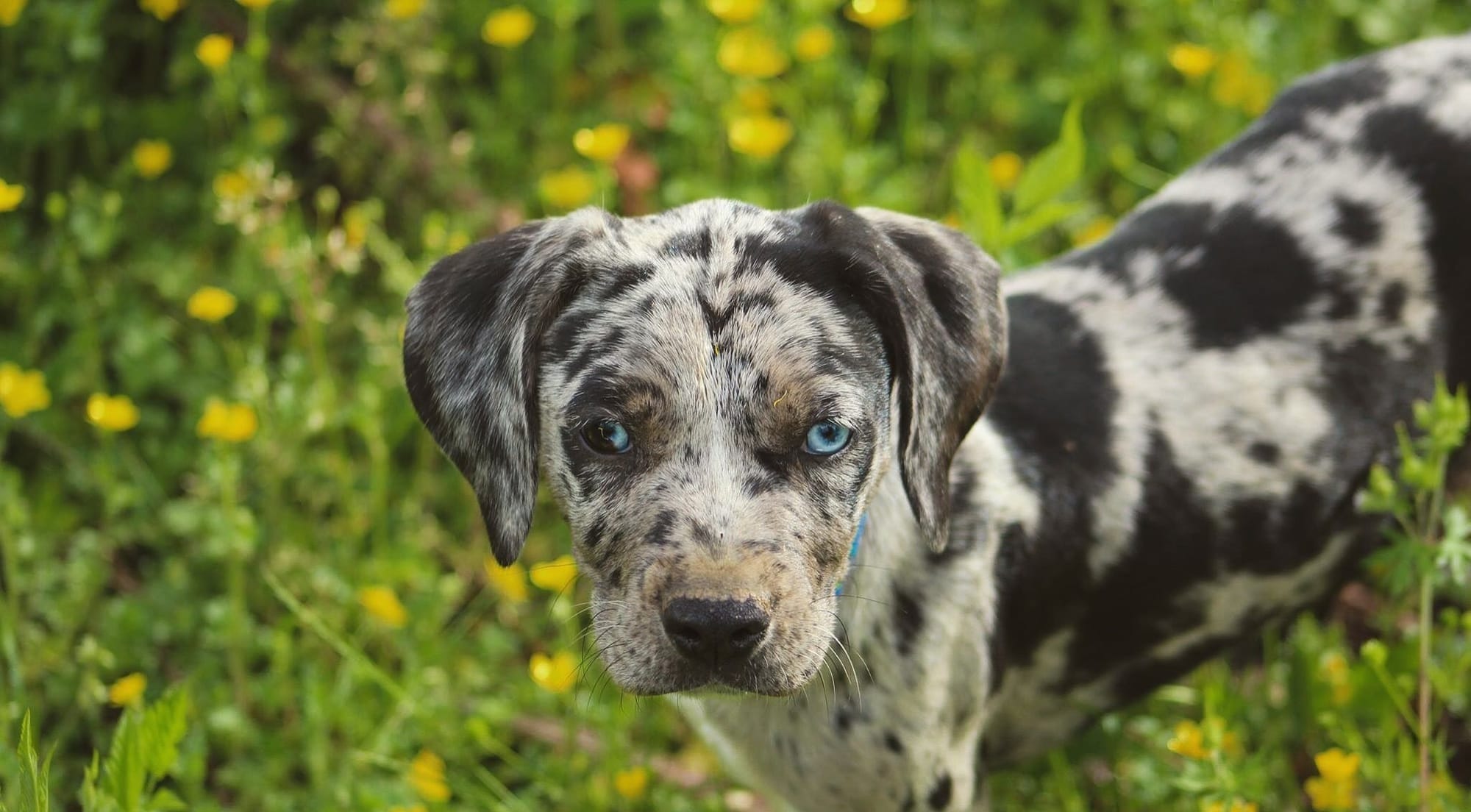 Catahoula Leopard Dogs That Are More Colorful