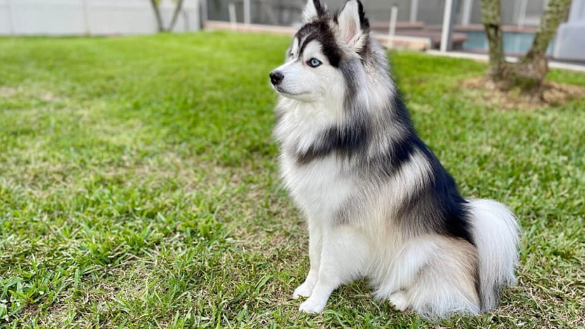 Pomeranian hot sale husky hypoallergenic