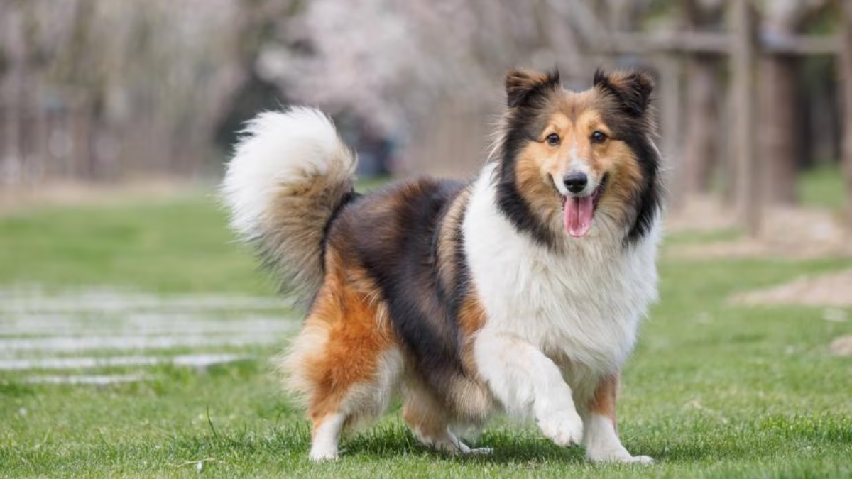 Where Are Shetland Sheepdogs From