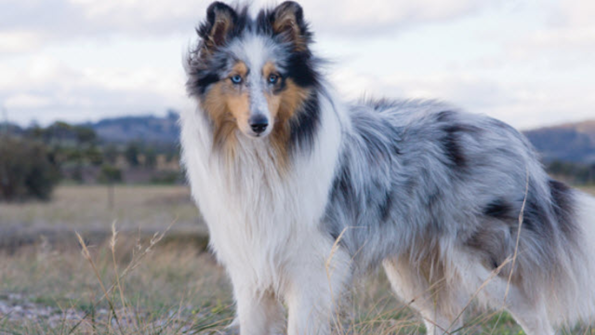 Where Are Shetland Sheepdogs From