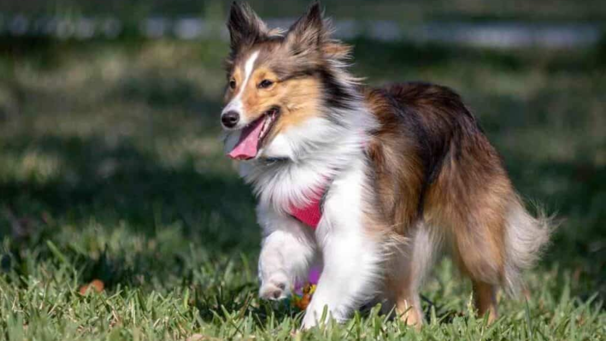 Can Shetland Sheepdogs Live in Apartments