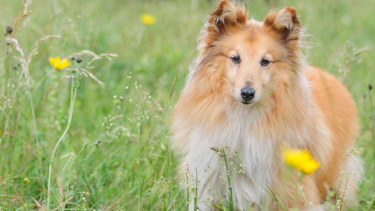 Can Shetland Sheepdogs Live in Apartments