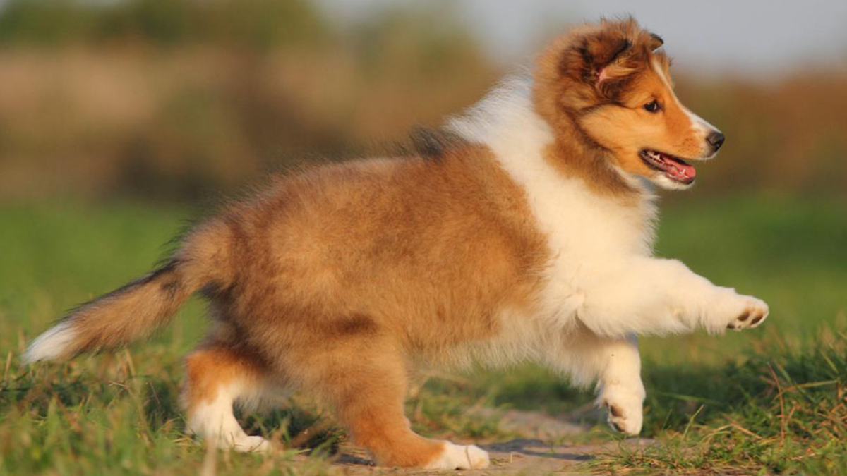 Do Shetland Sheepdogs Bark a Lot? Sheltie Barking Habits