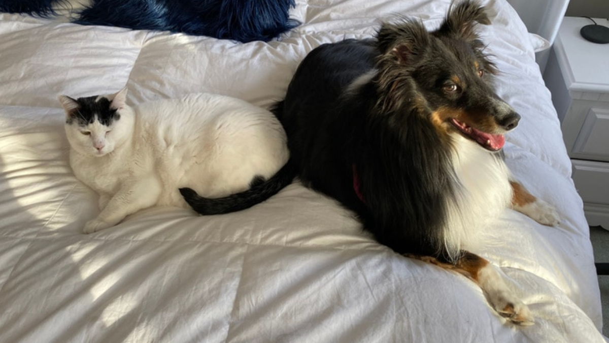 Do Shetland Sheepdogs Get Along with Cats