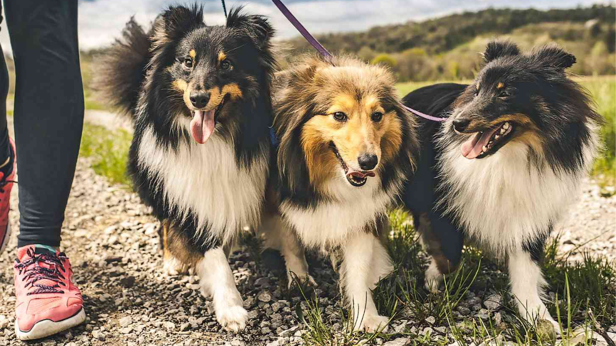 Do Shetland Sheepdogs Get Along with Cats