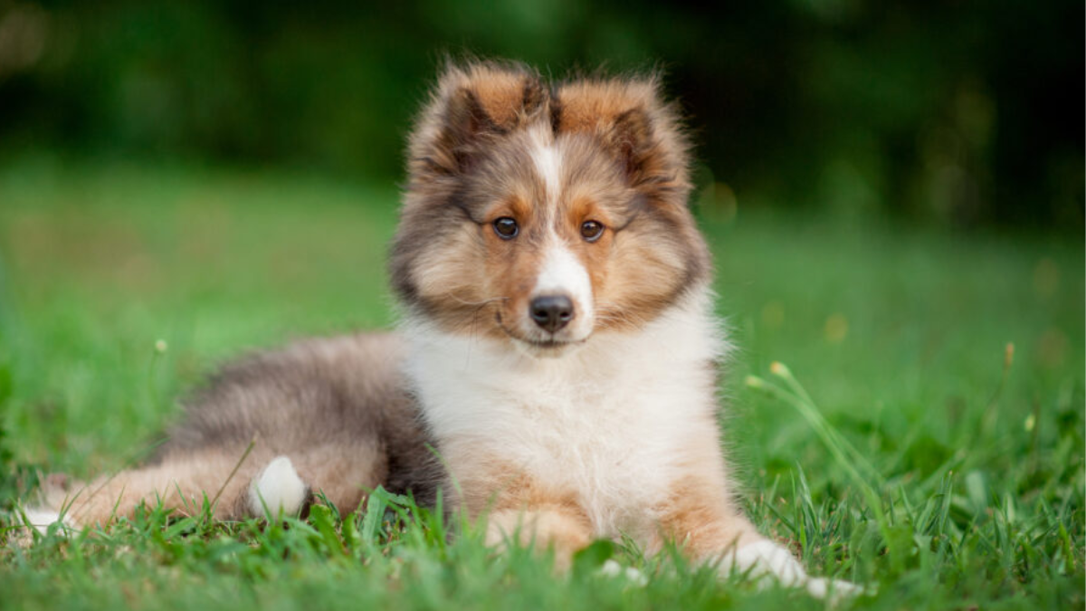 How Much Are Shetland Sheepdog Puppies