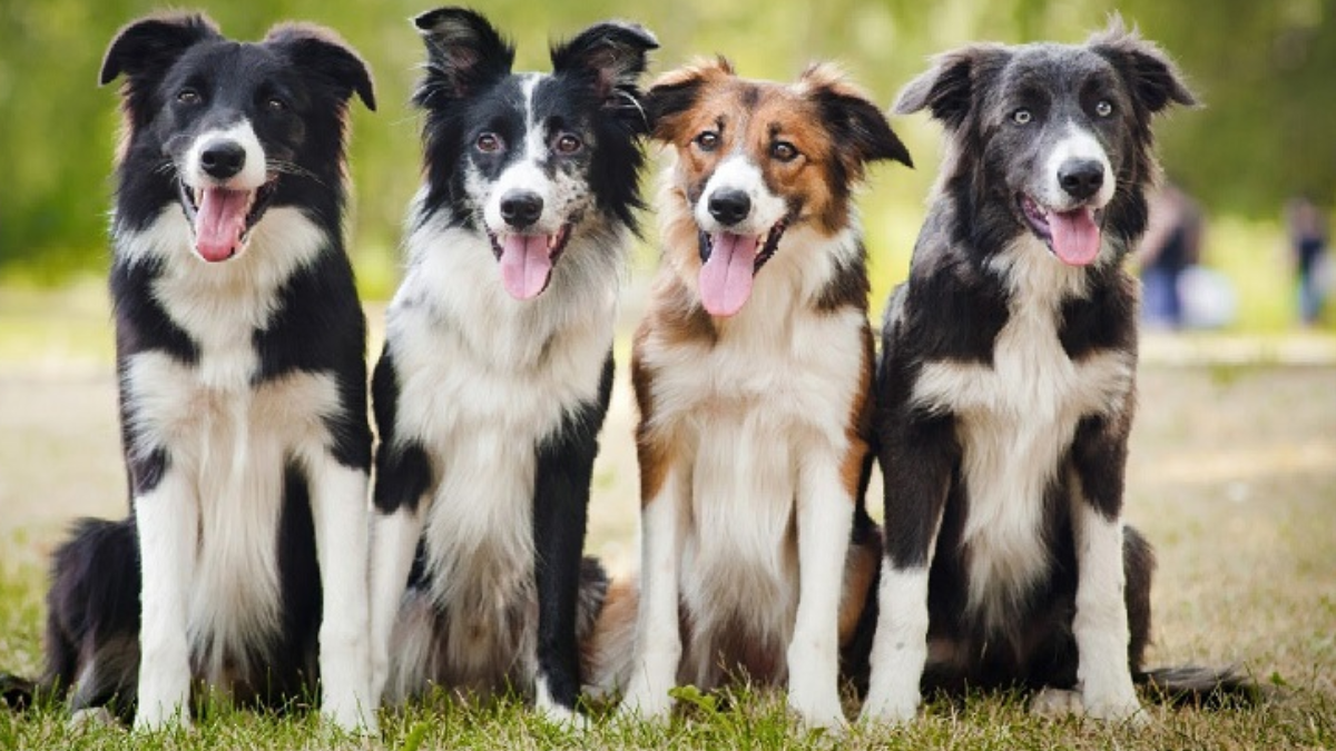 Are Collie Dogs Smart