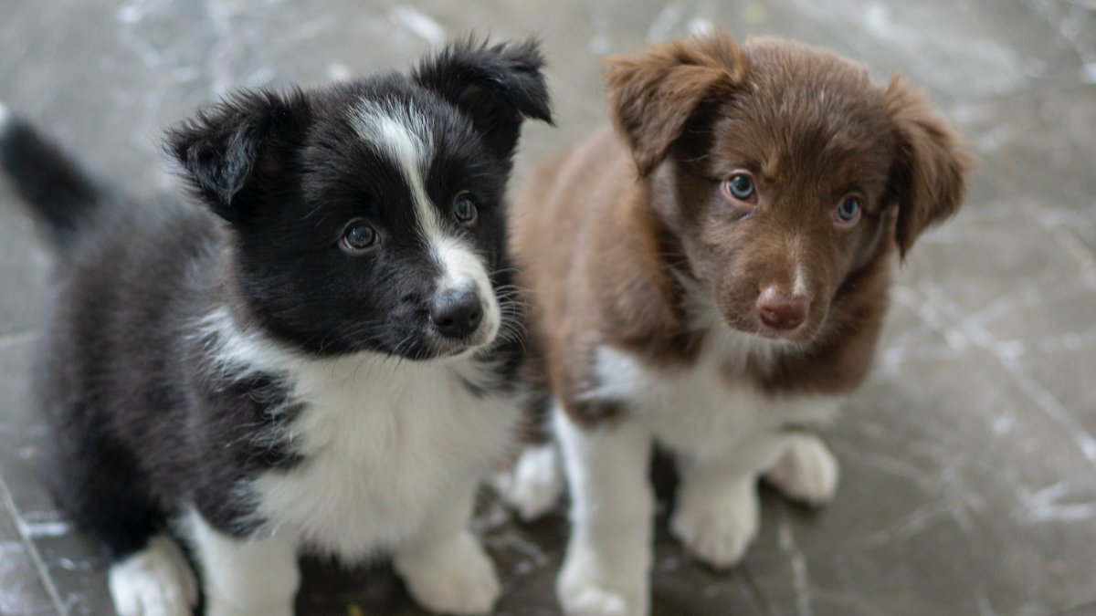 Are Collies Good Family Dogs