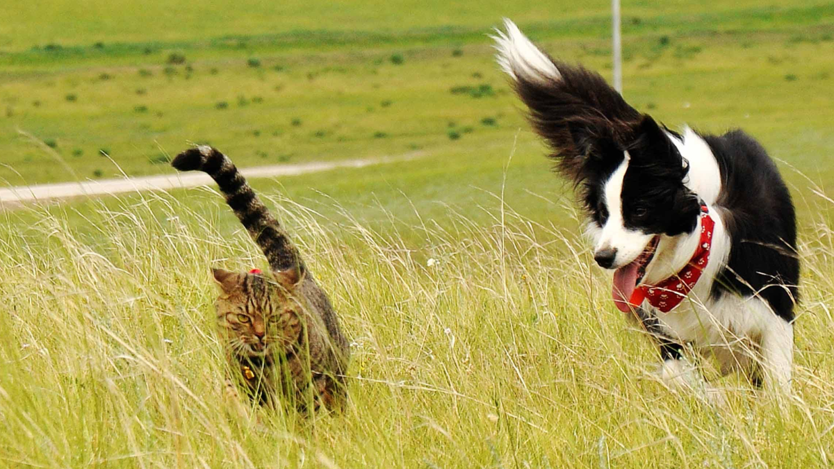 Are Collies Good with Cats