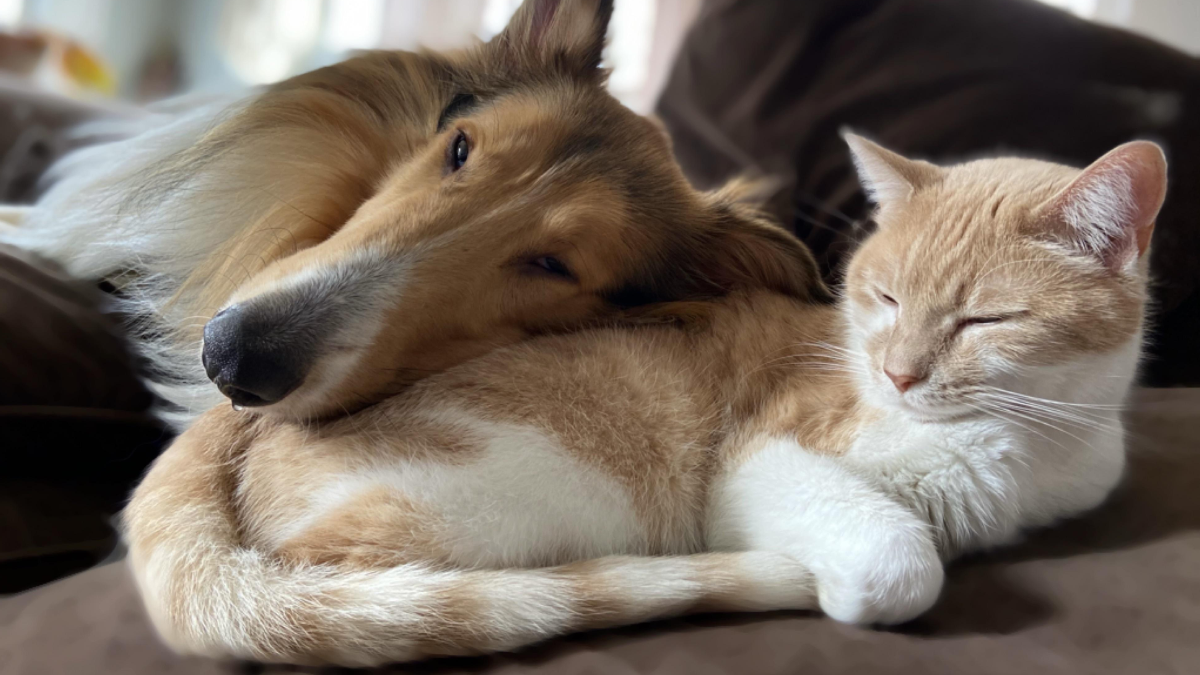 Are Collies Good with Cats