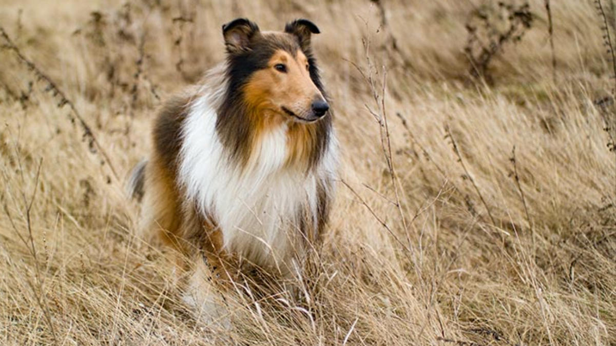 Are Collie Dogs Good Pets