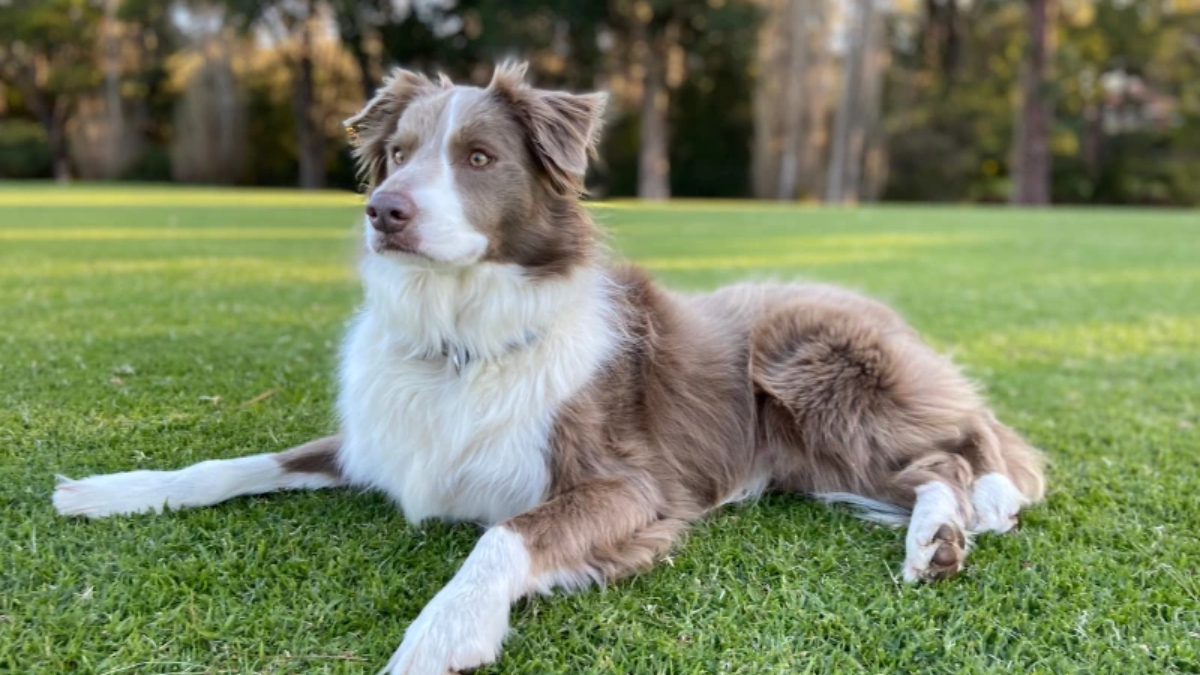 Are Collie Dogs Good Pets