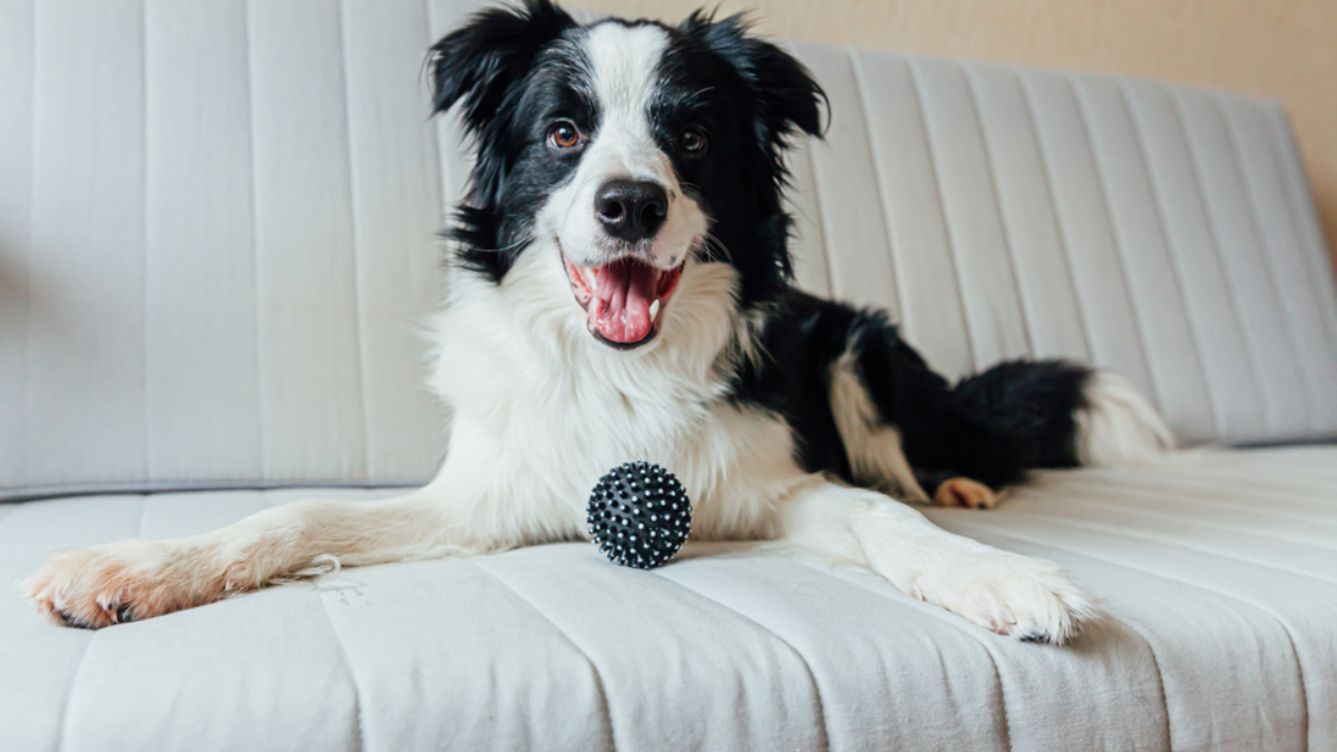 Are Collie Dogs Hypoallergenic