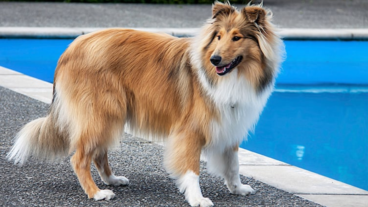 Are Collie Dogs Hypoallergenic