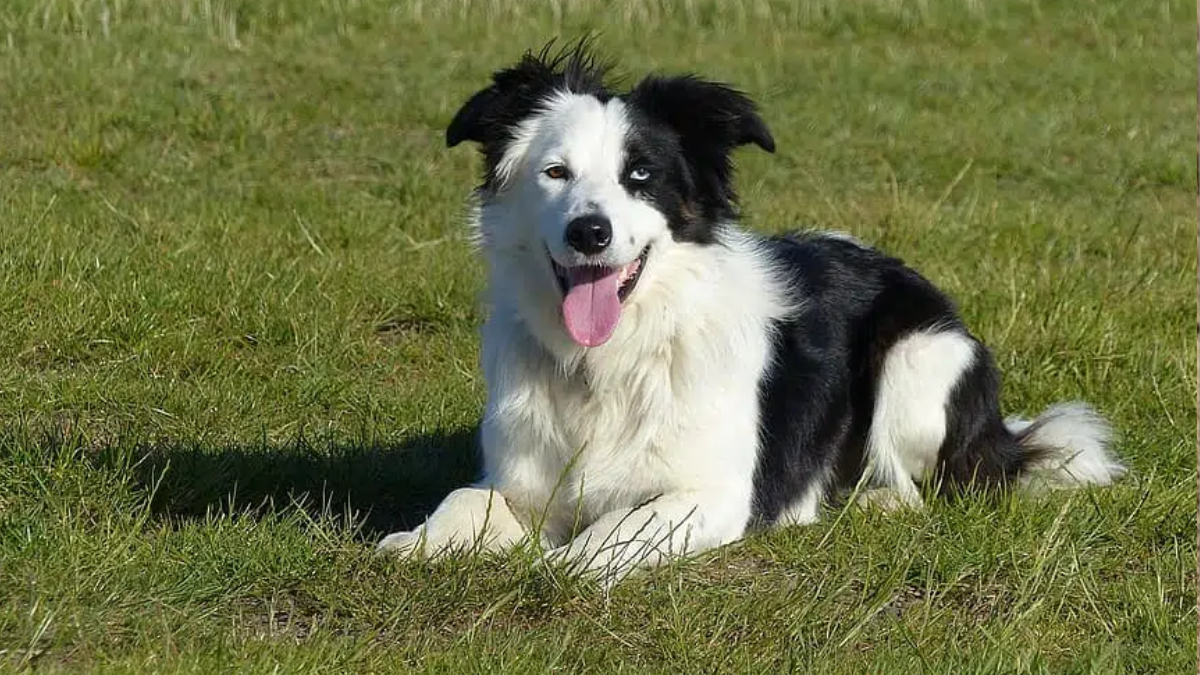 Are Collies Herding Dogs