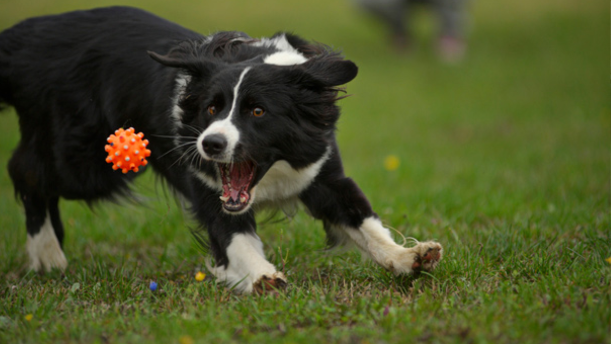 Are Collies Easy to Train