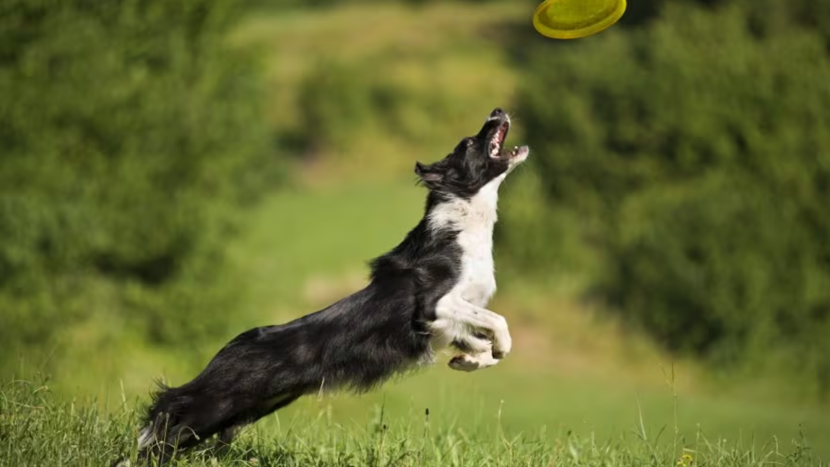 Are Collies Easy to Train