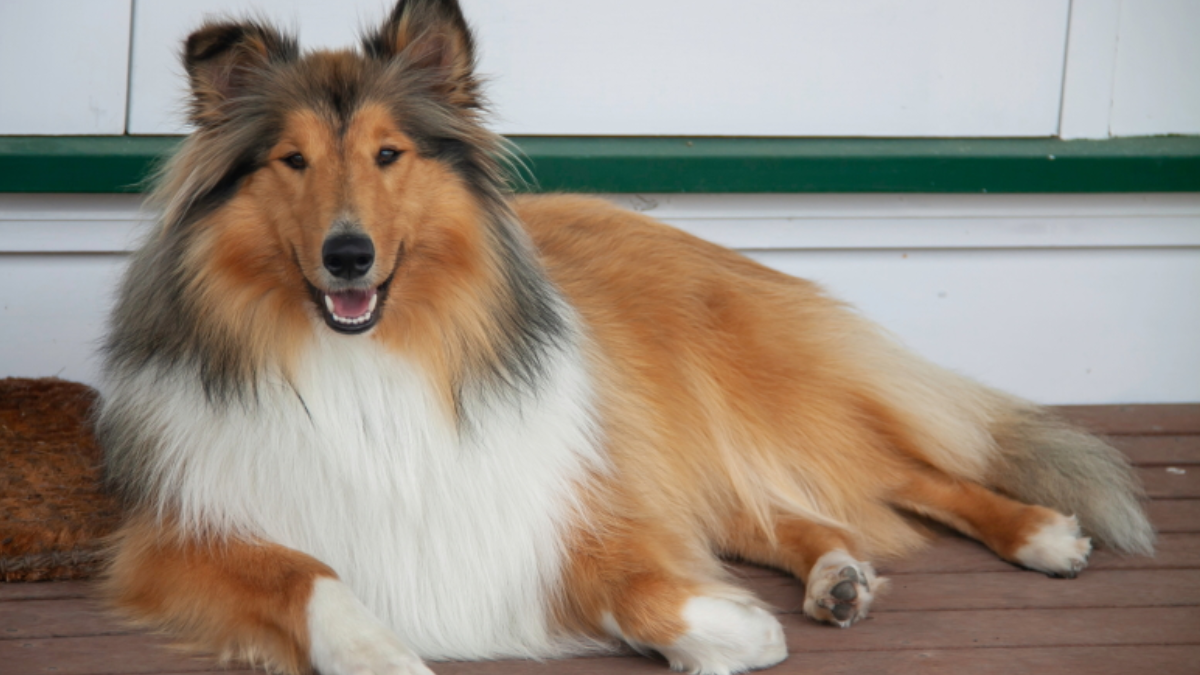 Can Collies Live in Apartments