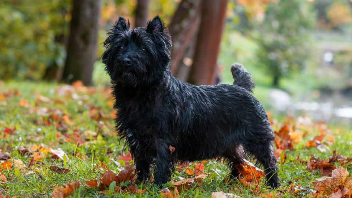 Cairn 2024 terrier price