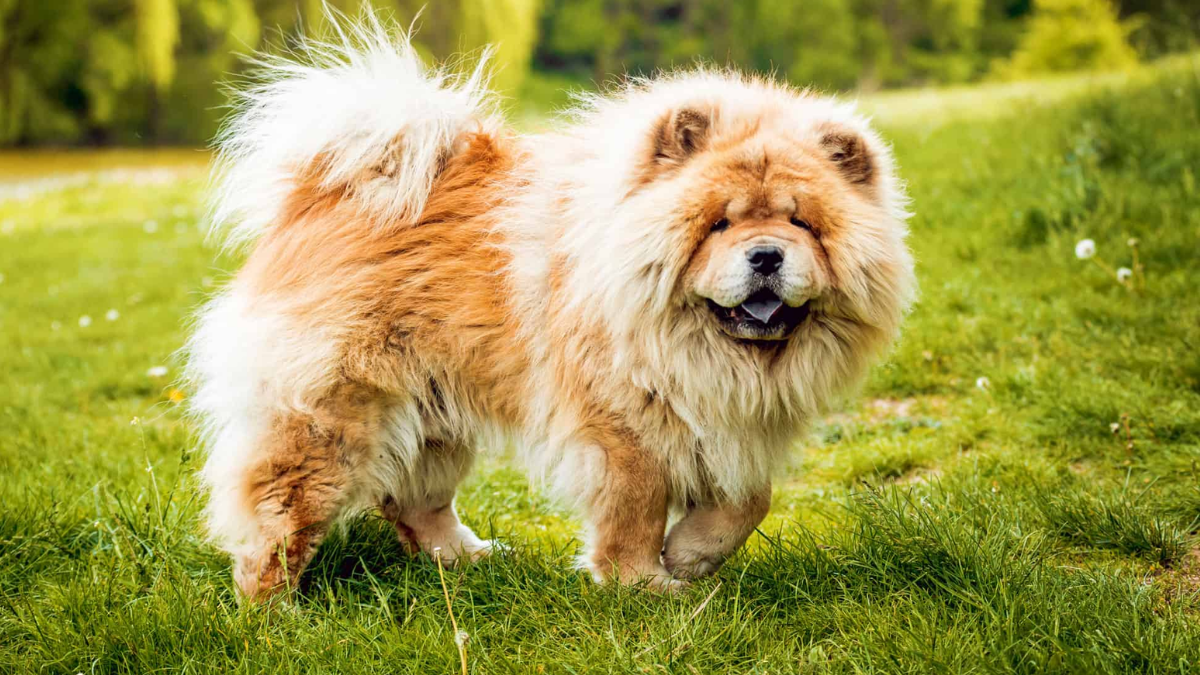 Chow chow 2025 aggressive breed