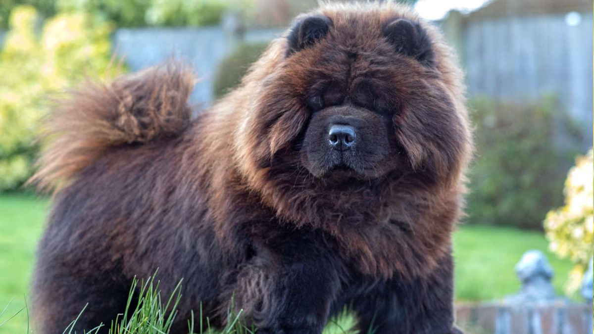 Chow chow aggressive store breed