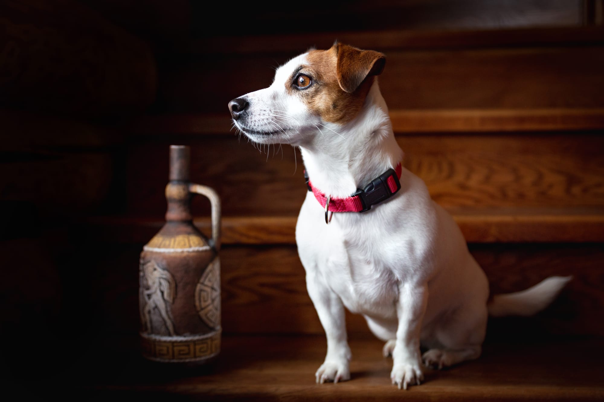 Fence for Jack Russell Terrier