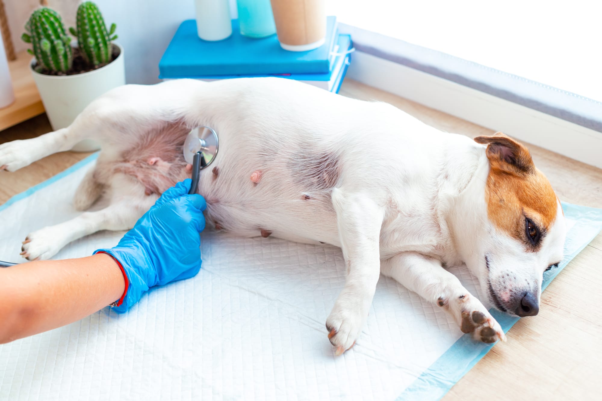Skin Ulcers In Dogs