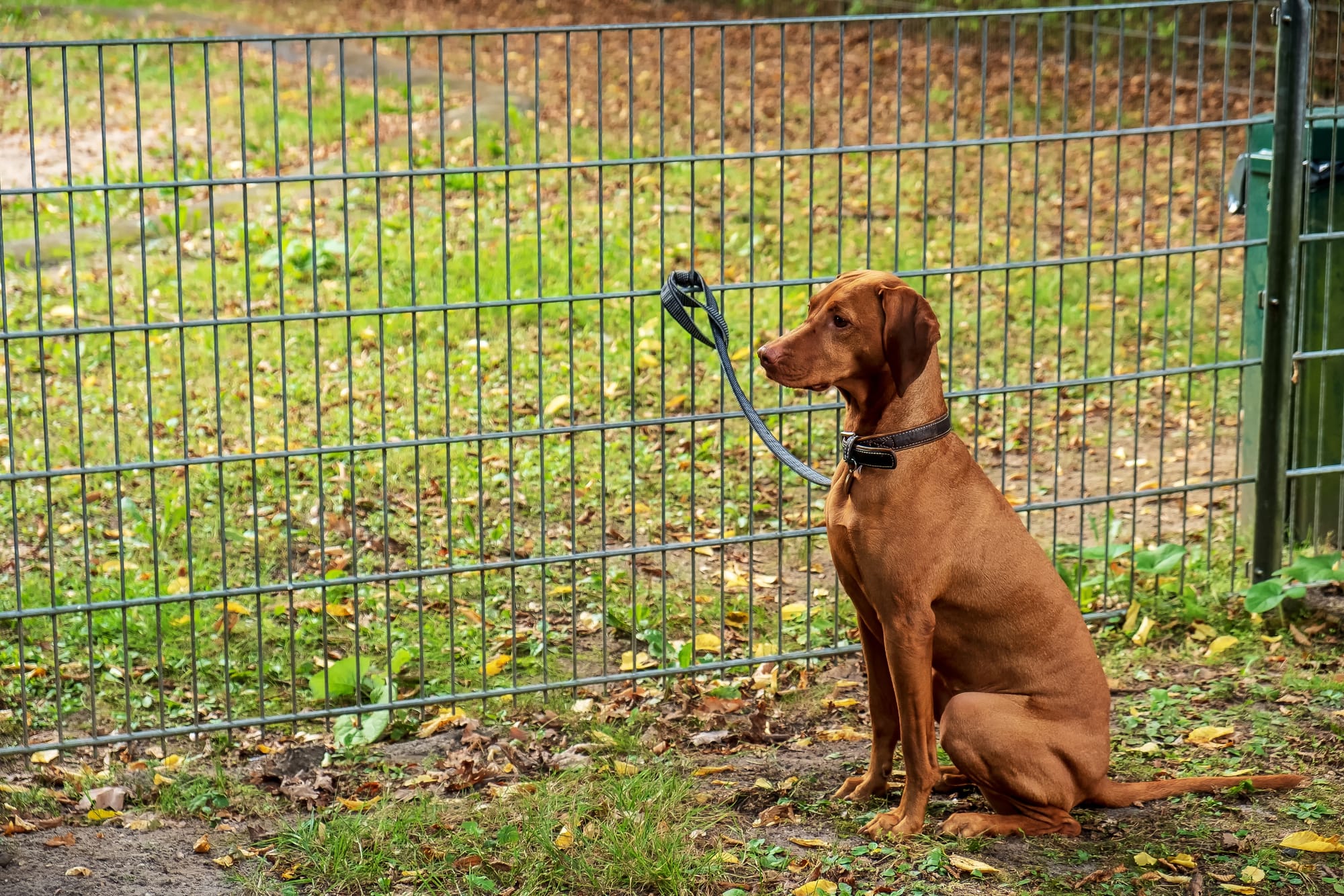 Jump-Resistant Fence for Vizsla: Keeping Your Dog Safe and Secure