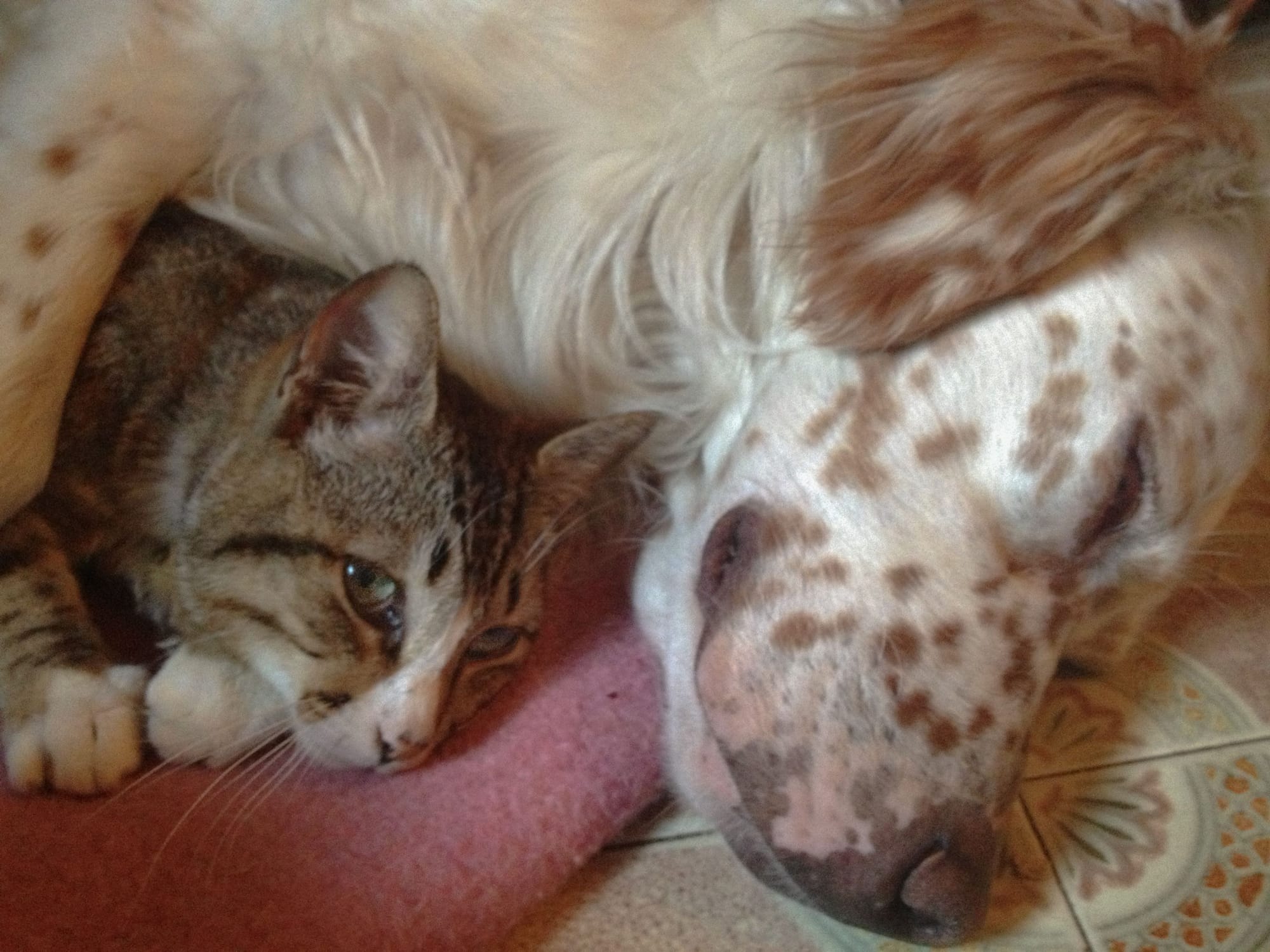 Are English Setters Good with Cats