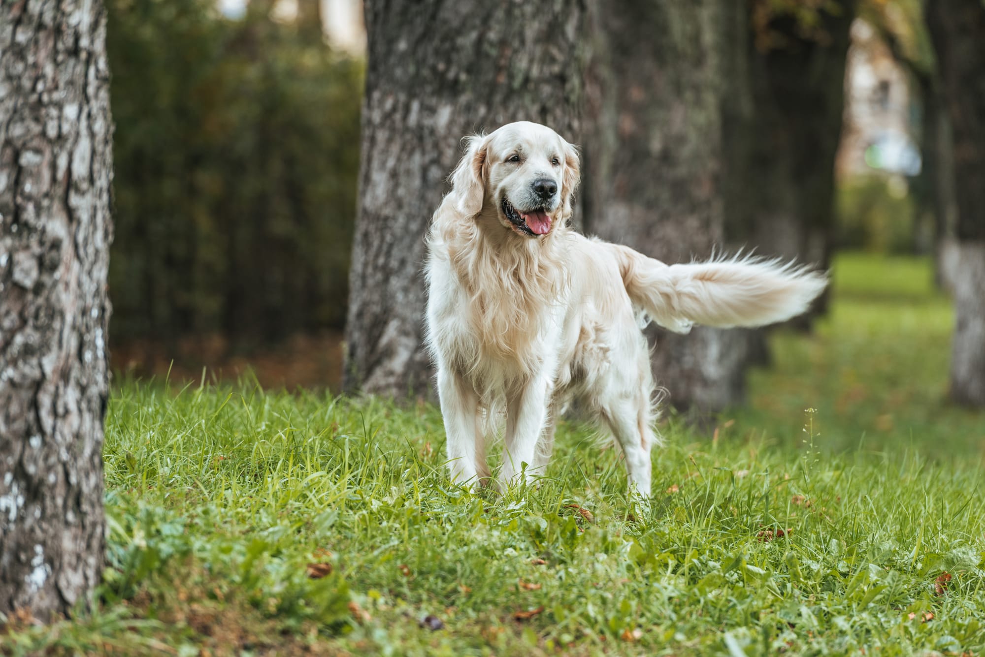 Top Long-Living Large Dogs