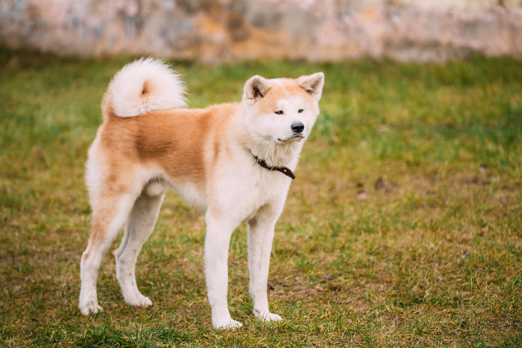 Exploring The Fascinating World Of The Asian Hunting Dog