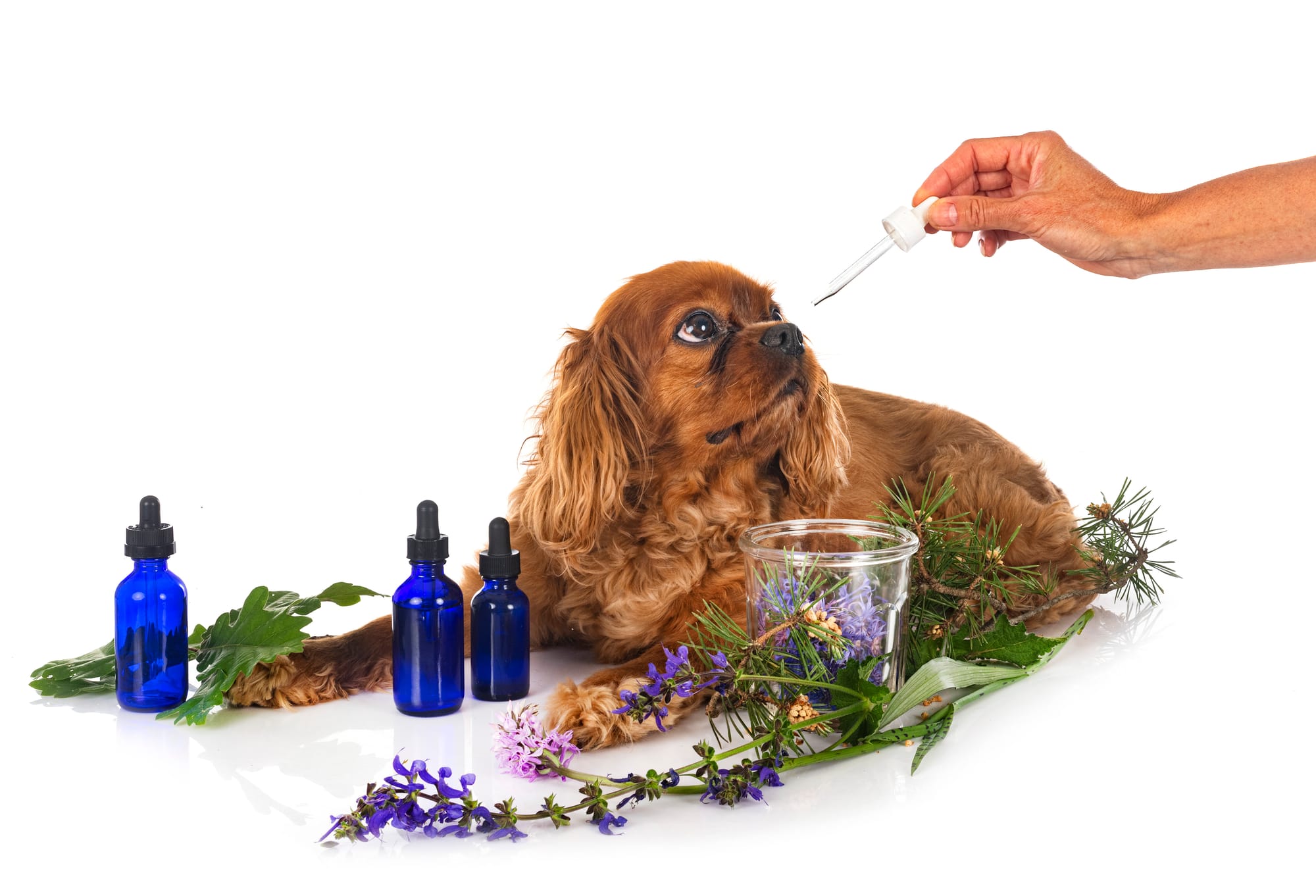 Is Valerian Root Safe For Dogs