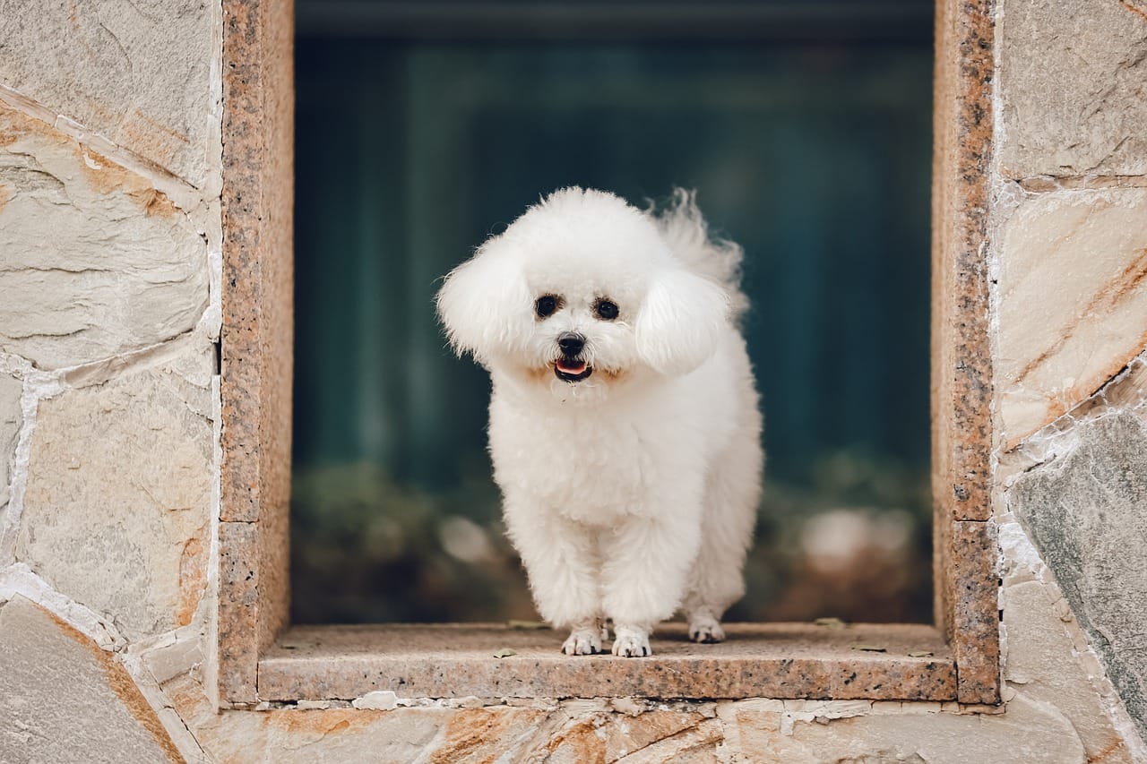 Can Bichon Frise Be Left Alone? 