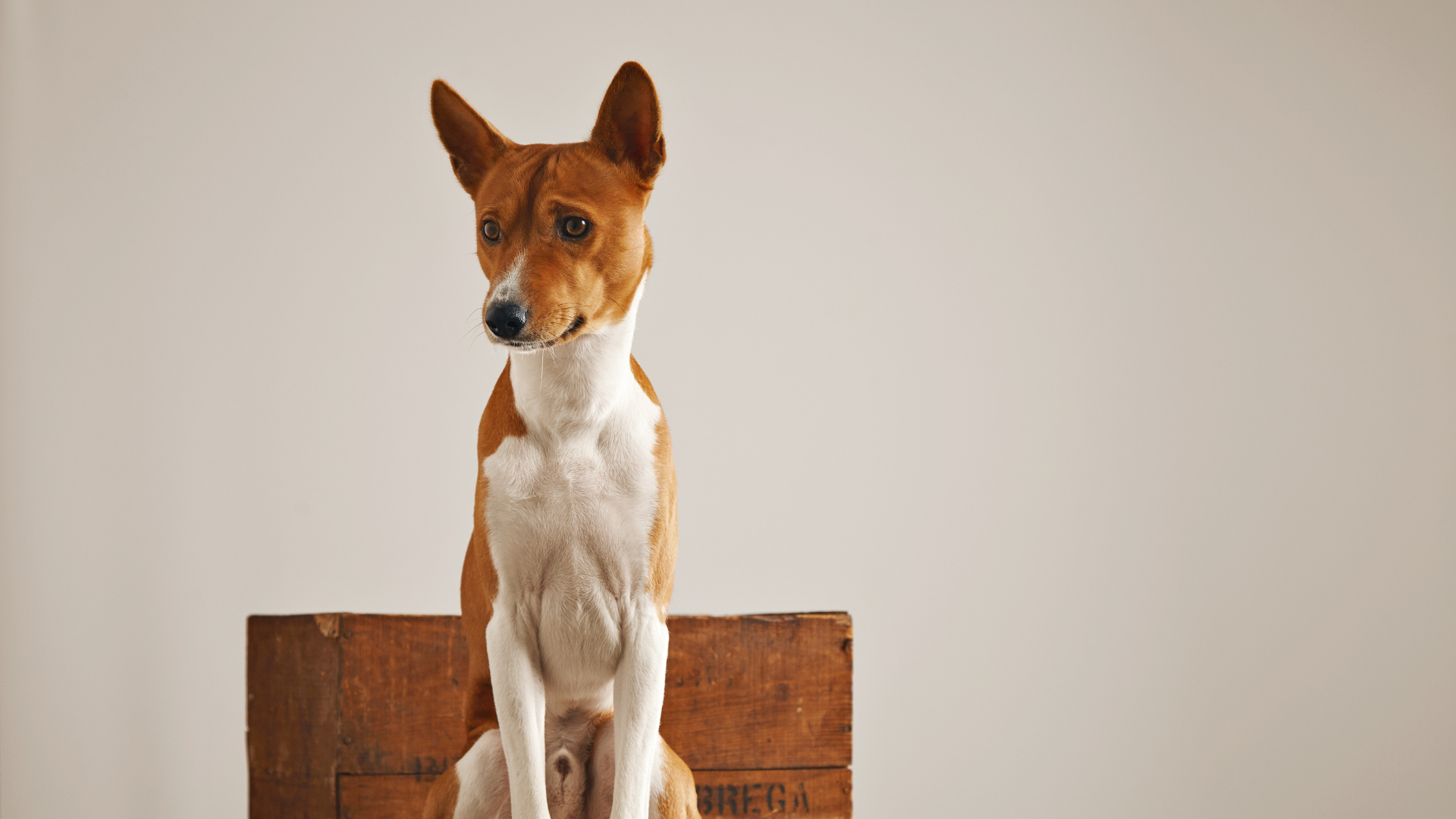 Basenji shedless cheap