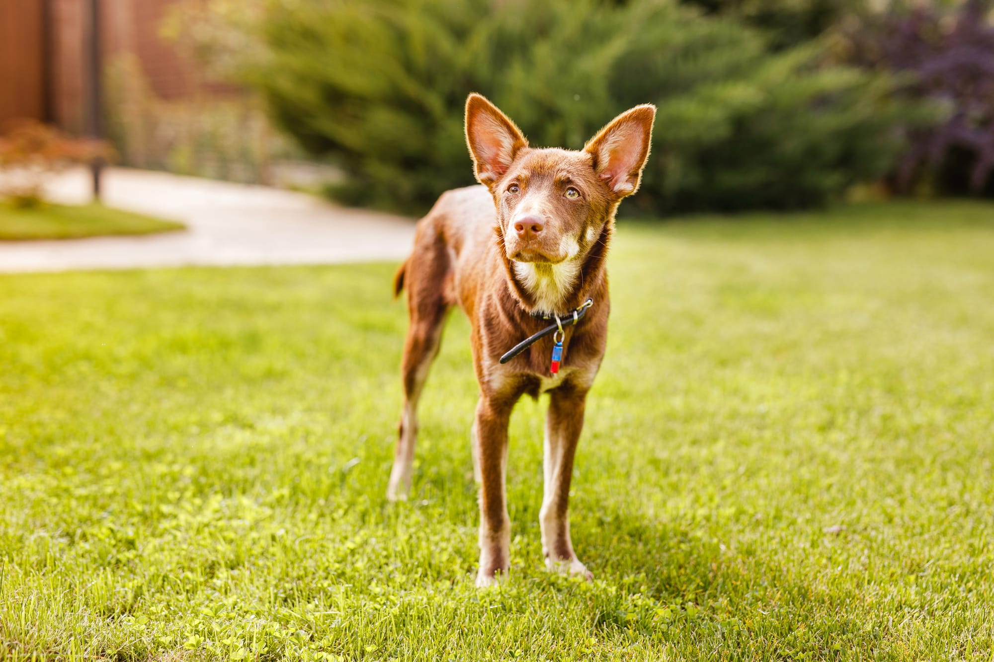 Fencing for Australian Kelpie