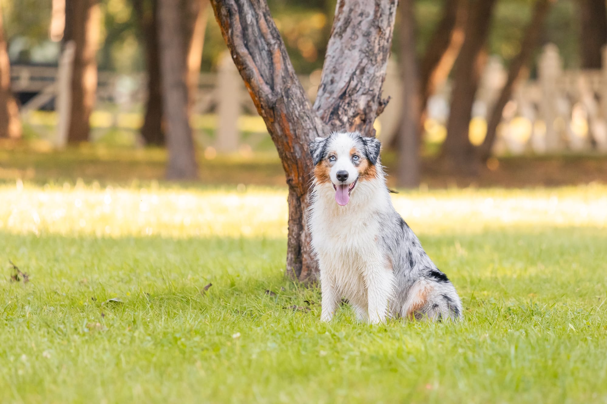 Most Trainable Dog Breeds