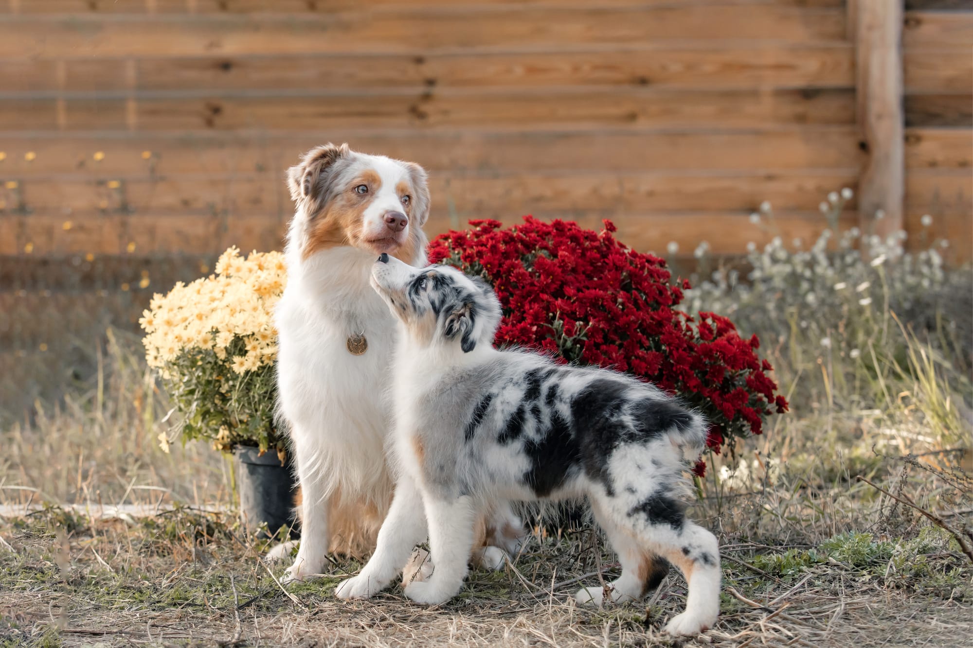 Australian Shepherds Who Are Masters of Tricks