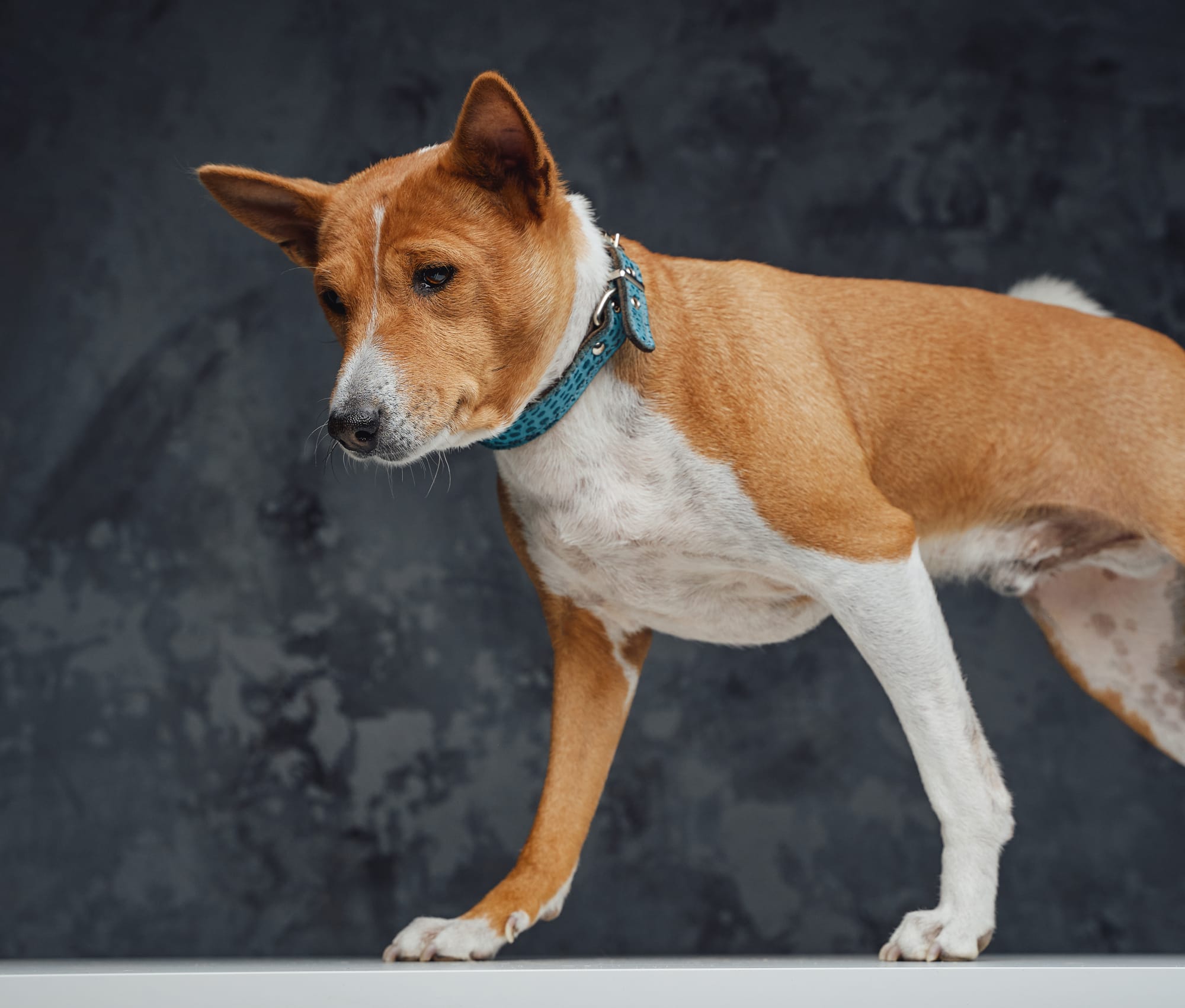 Basenji dander store