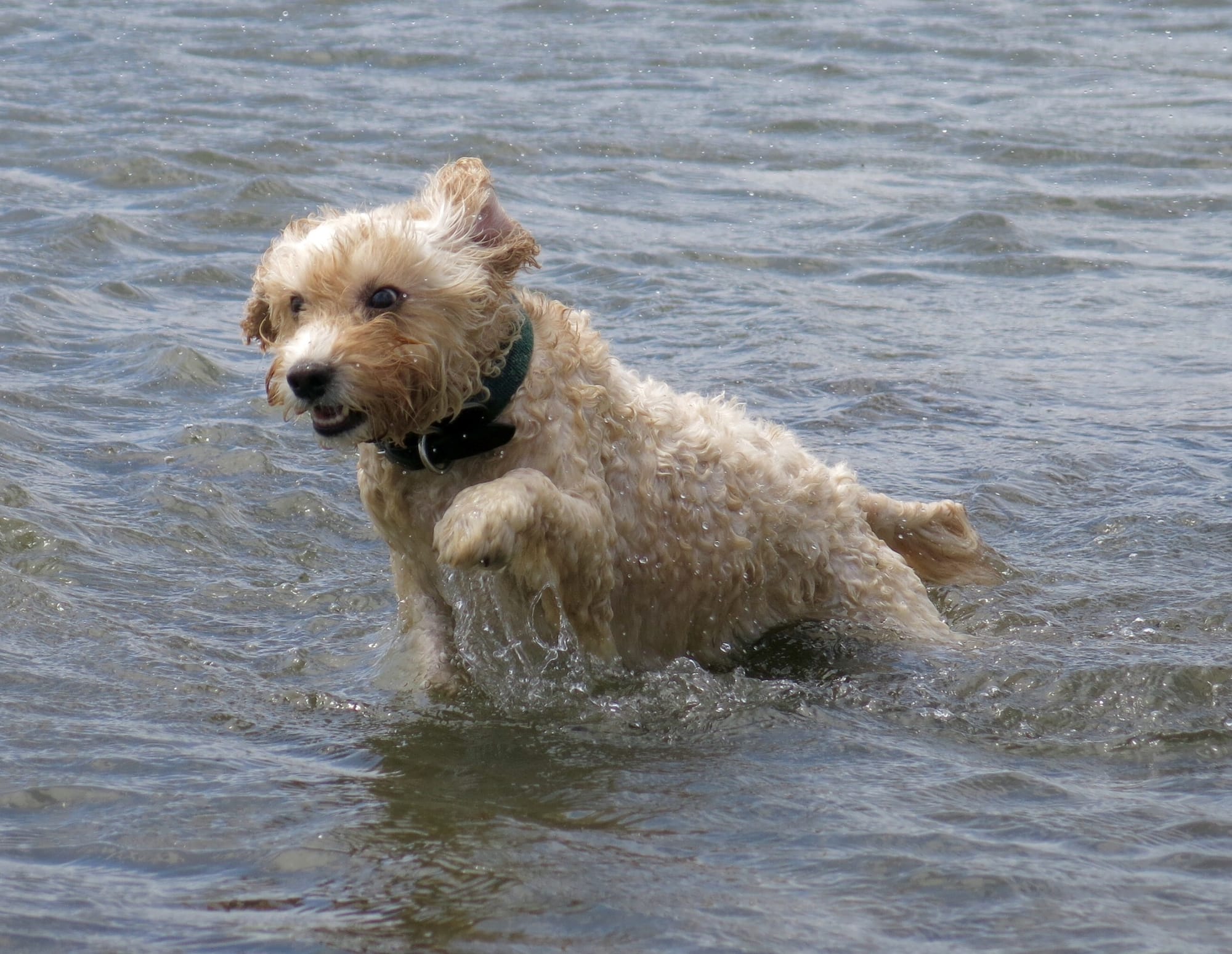 Do Cairn Terriers Like to Swim
