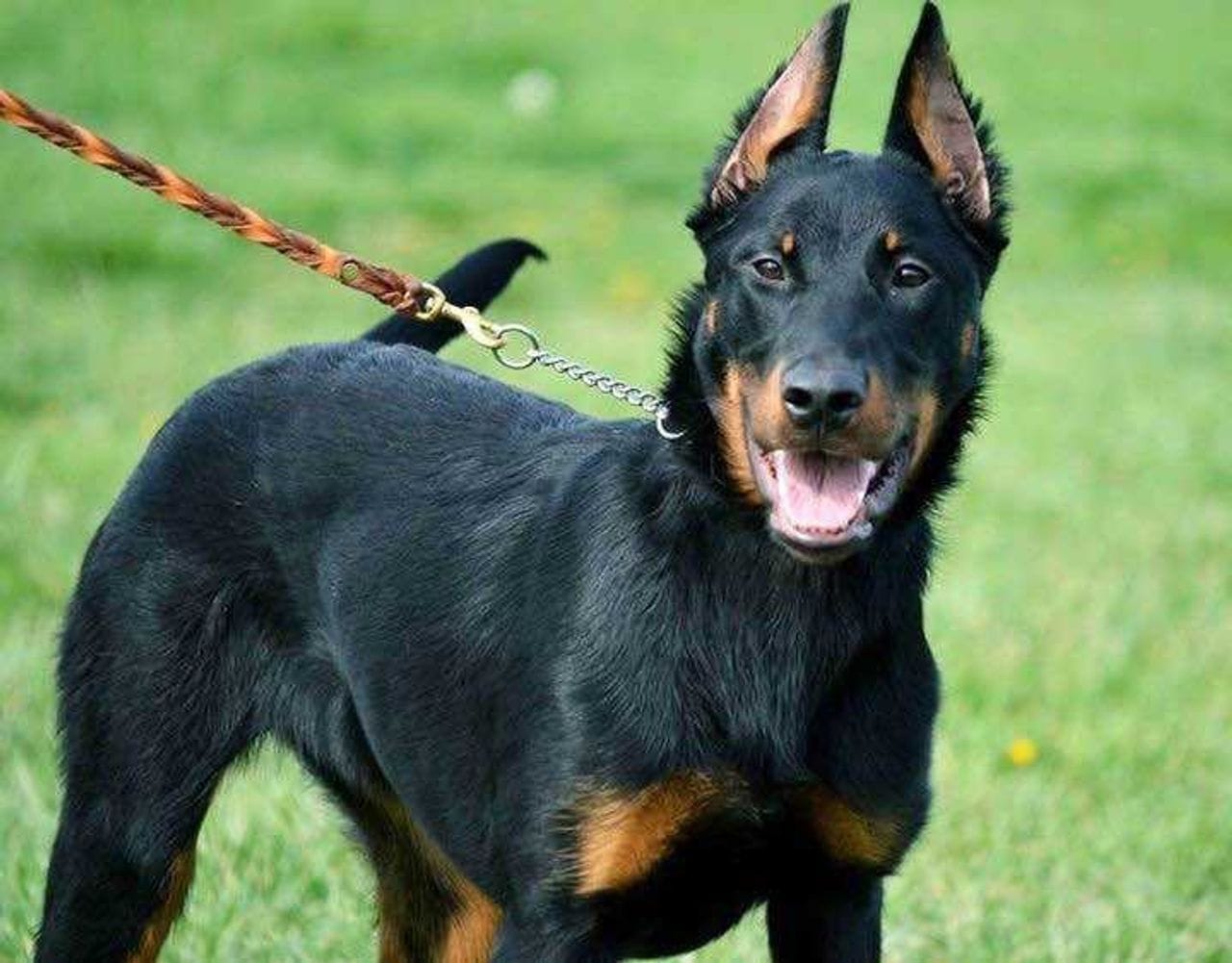Are Beauceron Good Family Dogs