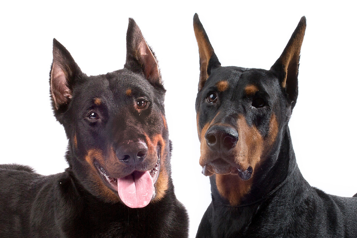 Are Beauceron Related to Doberman
