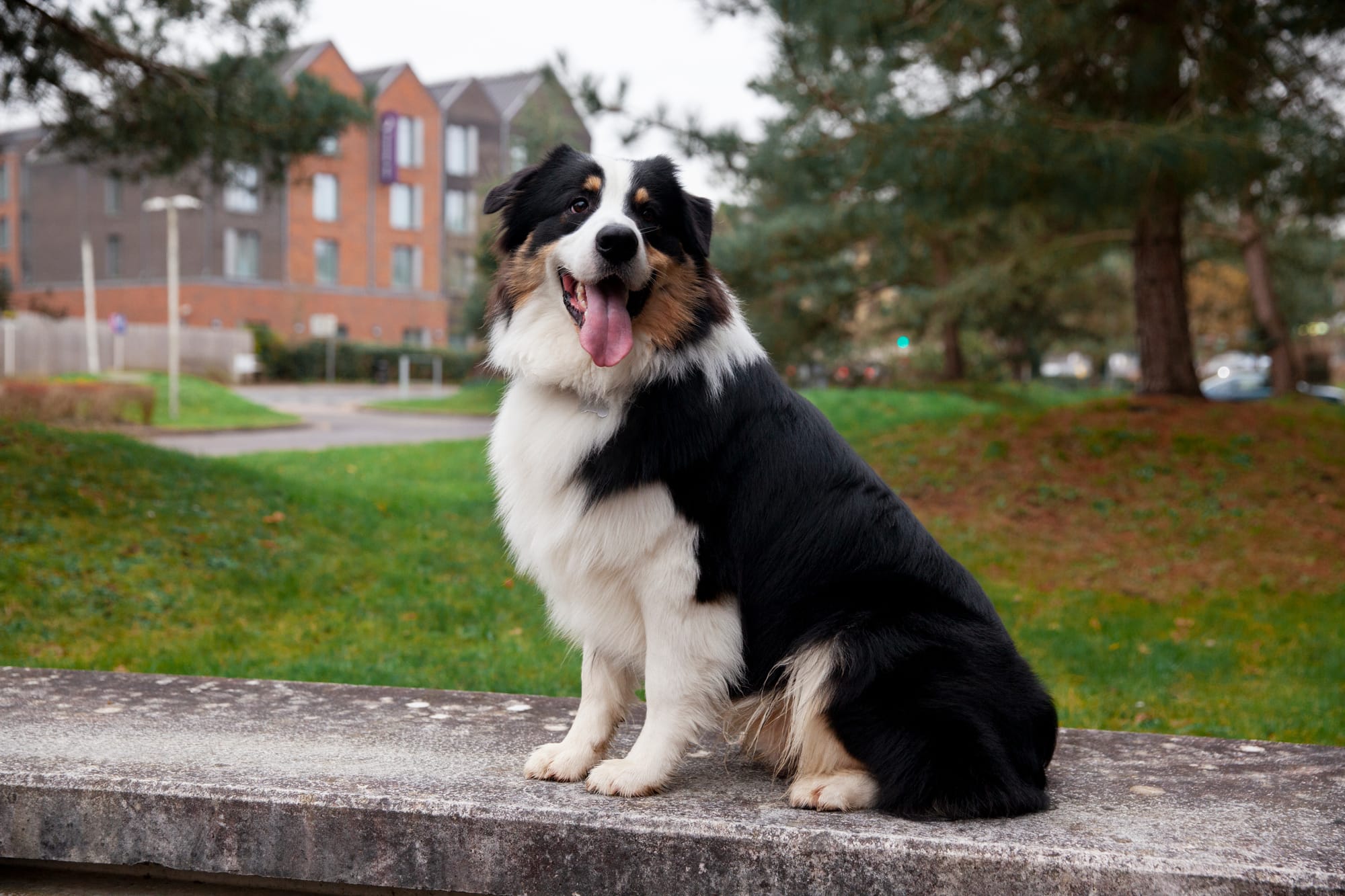 Collie hypoallergenic sales