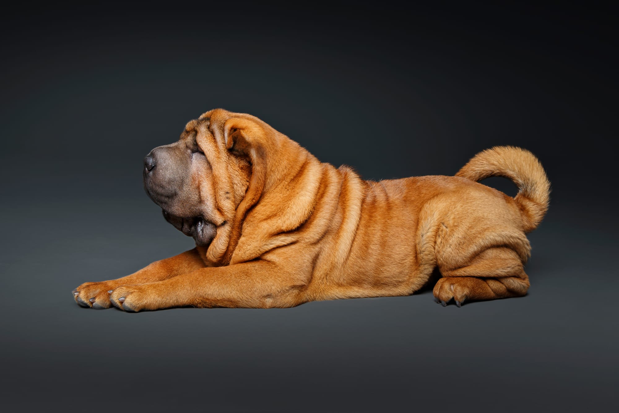 Cost of Shar Pei