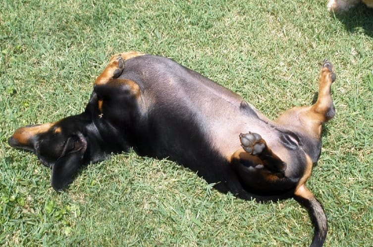 Why Do Dogs Show Their Belly