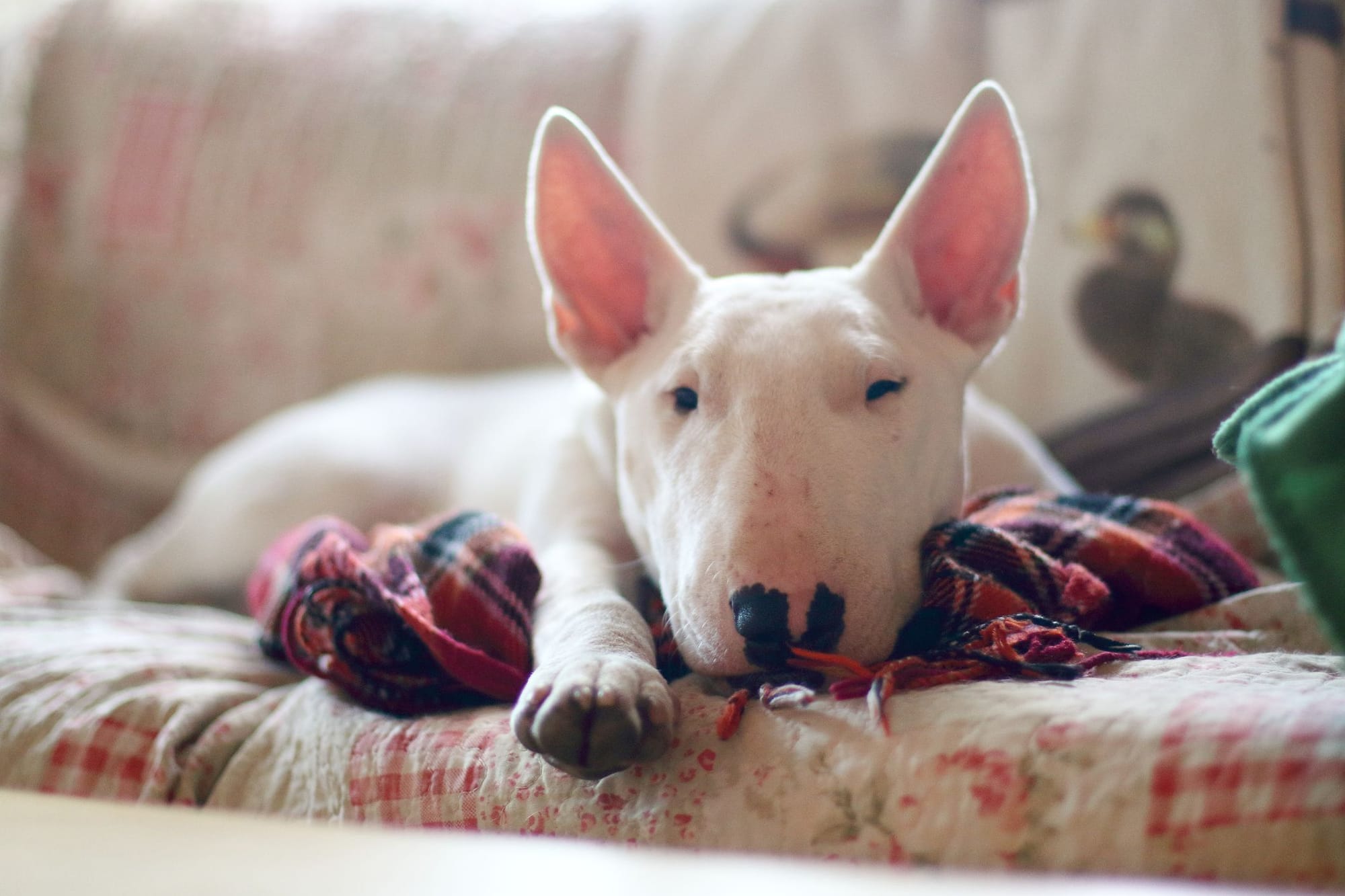 Are Bull Terriers Good Family Dogs