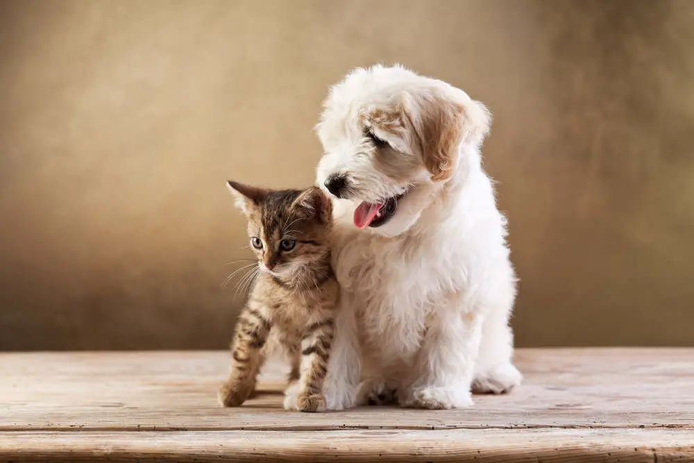 Are Bichon Frise Good with Cats? 
