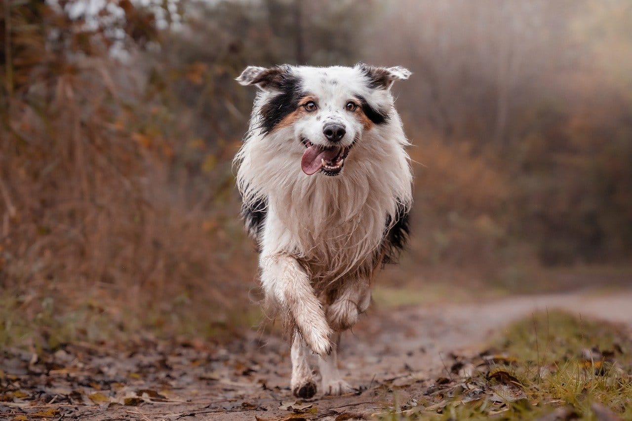 Are Collies Easy to Train